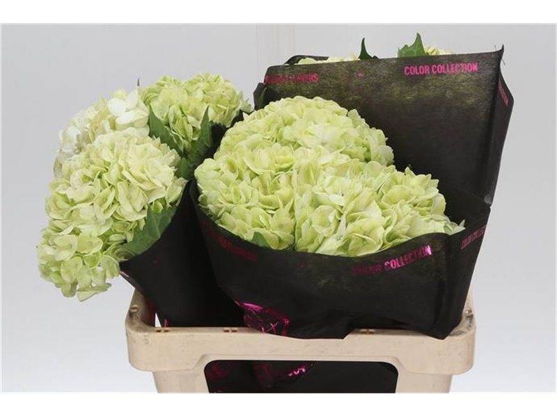 Hortenzija Lime Green c2169