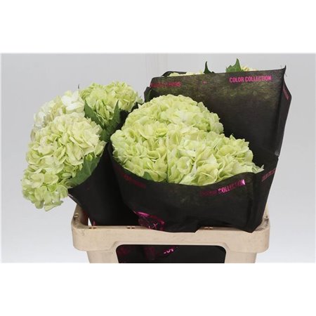 Hortenzija Lime Green c2169