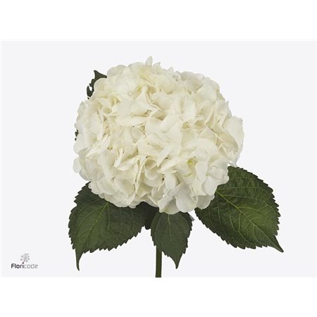 Hortenzija M Bianca c2170