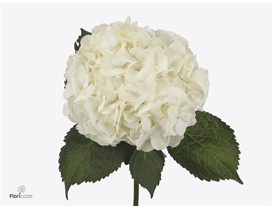 Hortenzija M Bianca c2171