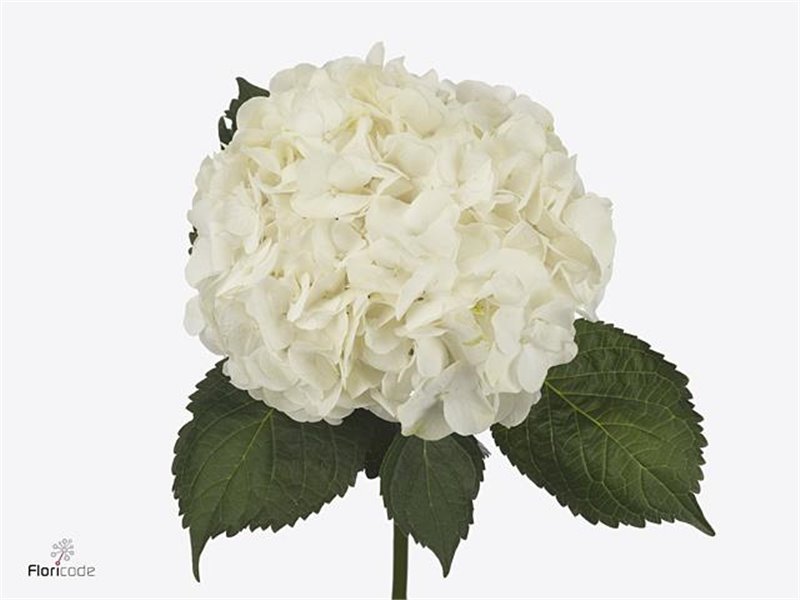 Hortenzija M Bianca c2171