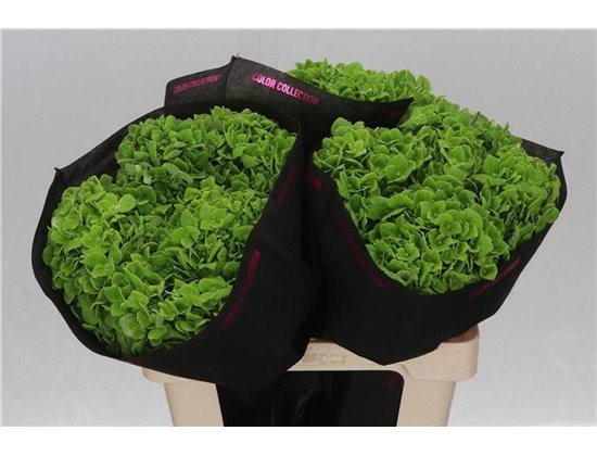 Hortenzija M Emerald Green c2172