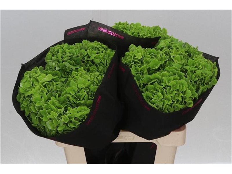 Hortenzija M Emerald Green c2172