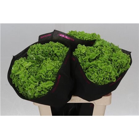 Hortenzija M Emerald Green c2172