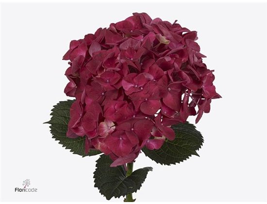 Hortenzija M Mag Trophy Purple c2173