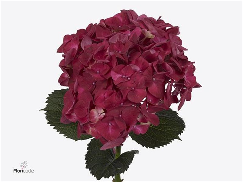 Hortenzija M Mag Trophy Purple c2173