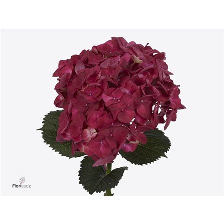 Hortenzija M Mag Trophy Red c2174