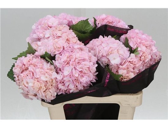 Hortenzija M Pink Painted c2176