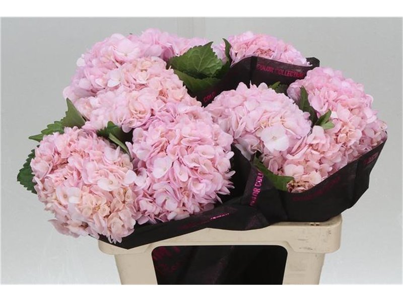 Hortenzija M Pink Painted c2176