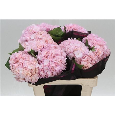 Hortenzija M Pink Painted c2176