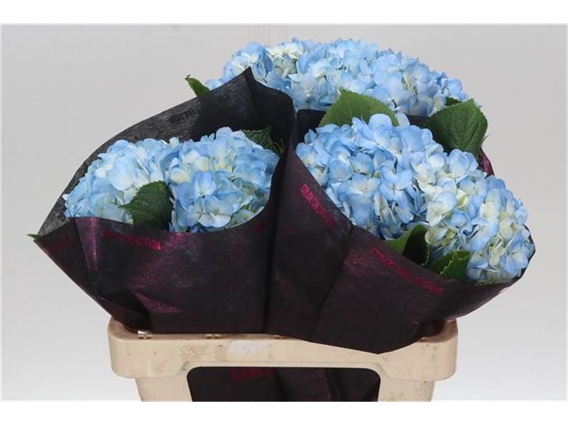 Hortenzija M S Therese Blue c2177