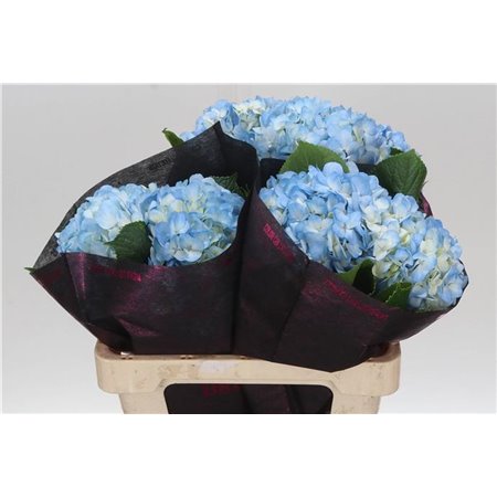 Hortenzija M S Therese Blue c2177