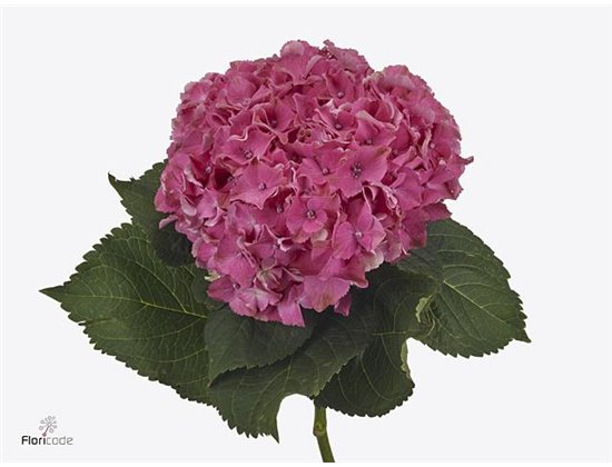 Hortenzija M Scarlett Purple c2180