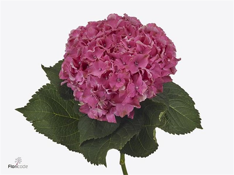 Hortenzija M Scarlett Purple c2180