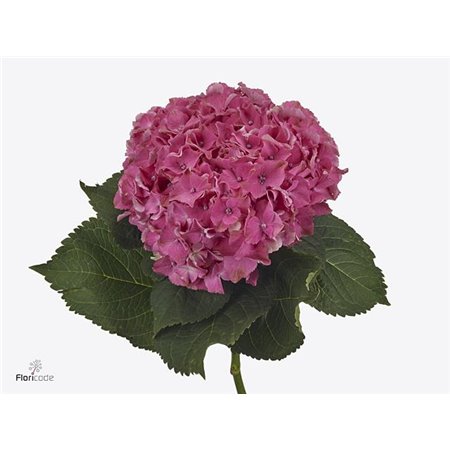 Hortenzija M Scarlett Purple c2180