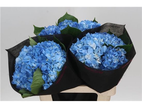 Hortenzija M Scarlett Purple c2181