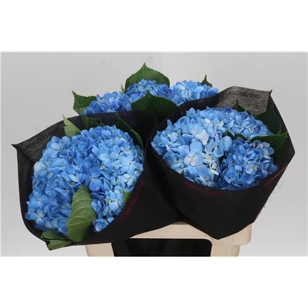 Hortenzija M Scarlett Purple c2181