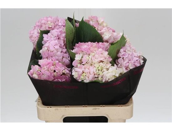 Hortenzija M Shocking Blue c2182