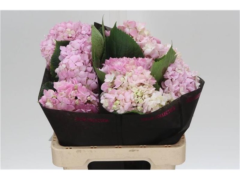 Hortenzija M Shocking Blue c2182