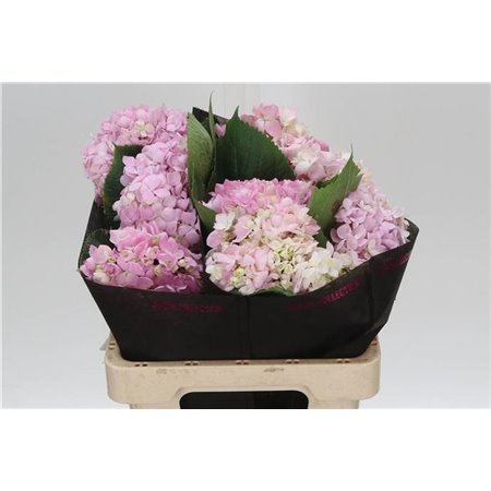 Hortenzija M Shocking Blue c2182