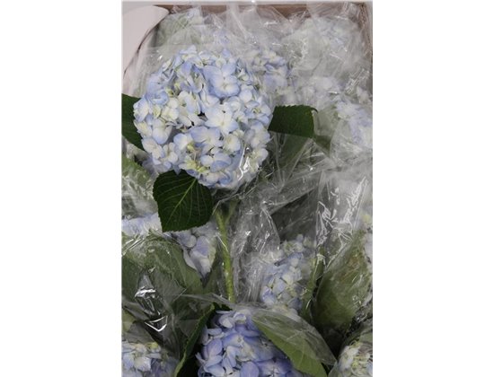 Hortenzija Various Blue Select Box c2183