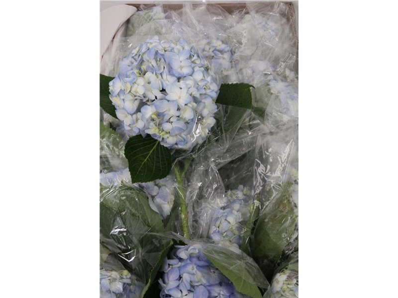 Hortenzija Various Blue Select Box c2183