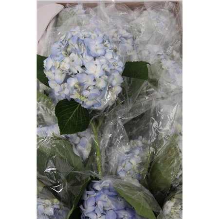 Hortenzija Various Blue Select Box c2183