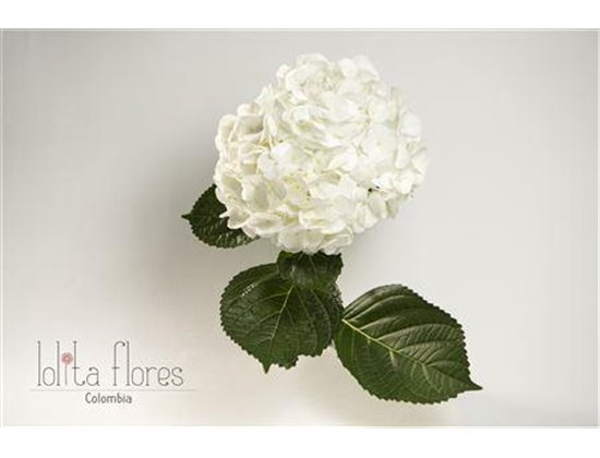 Hortenzija Various White Premium c2185