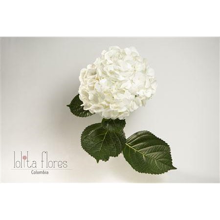 Hortenzija Various White Premium c2185