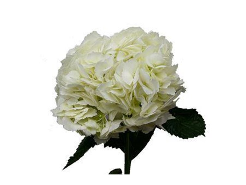 Hortenzija Various White Select c2188