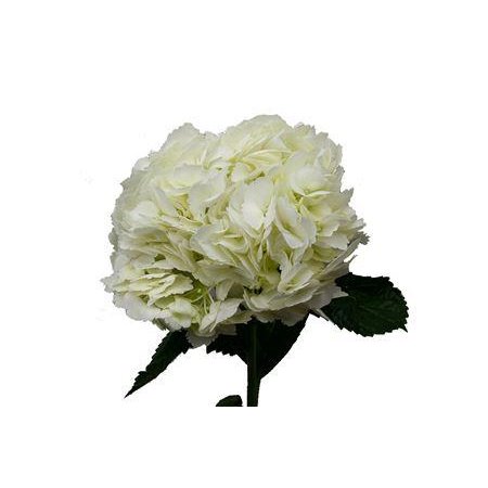 Hortenzija Various White Select c2188