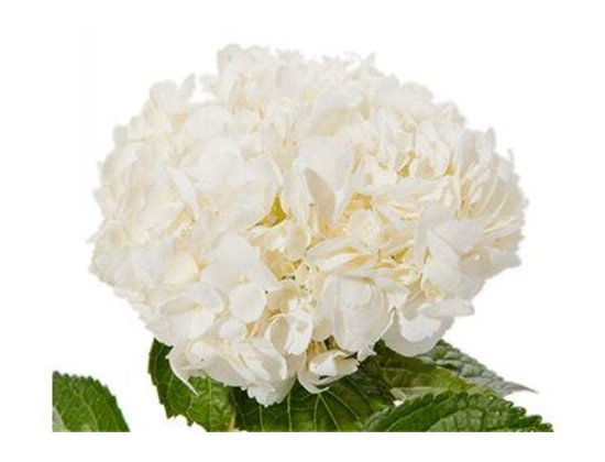 Hortenzija Various White Select c2189