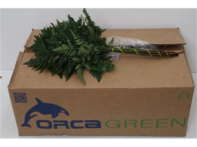 Praprot middle x30 (p. bunch) c2271