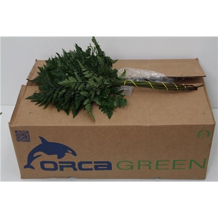 Praprot middle x30 (p. bunch) c2271