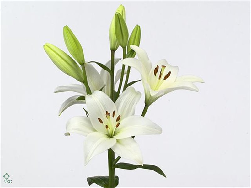 Lilija Longi x Aziatic Aqua Bach c2280