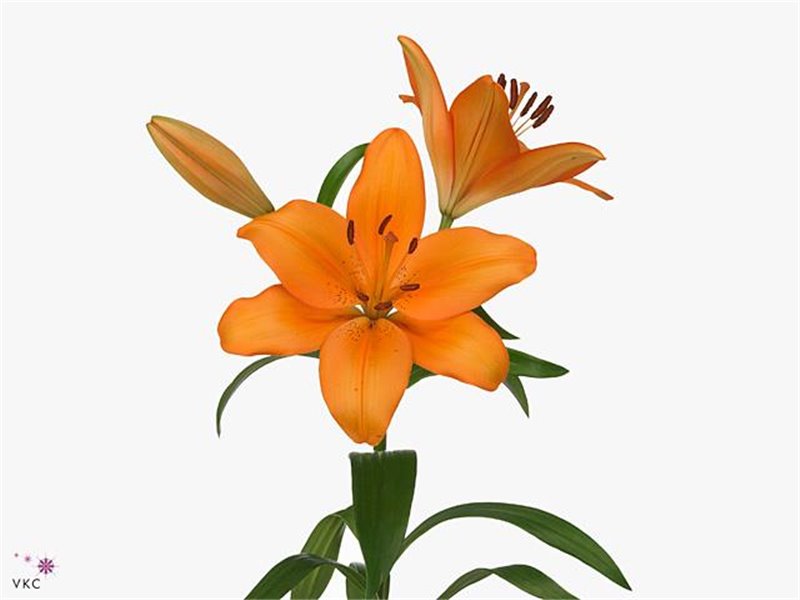 Lilija Longi x Aziatic Aqua Caesars Palace c2283