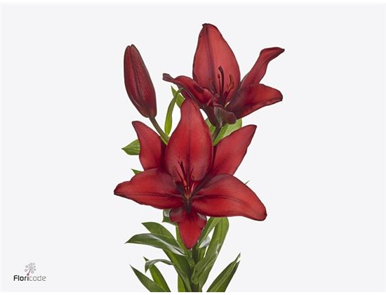 Lilija Longi x Aziatic Aqua Caesars Palace c2284