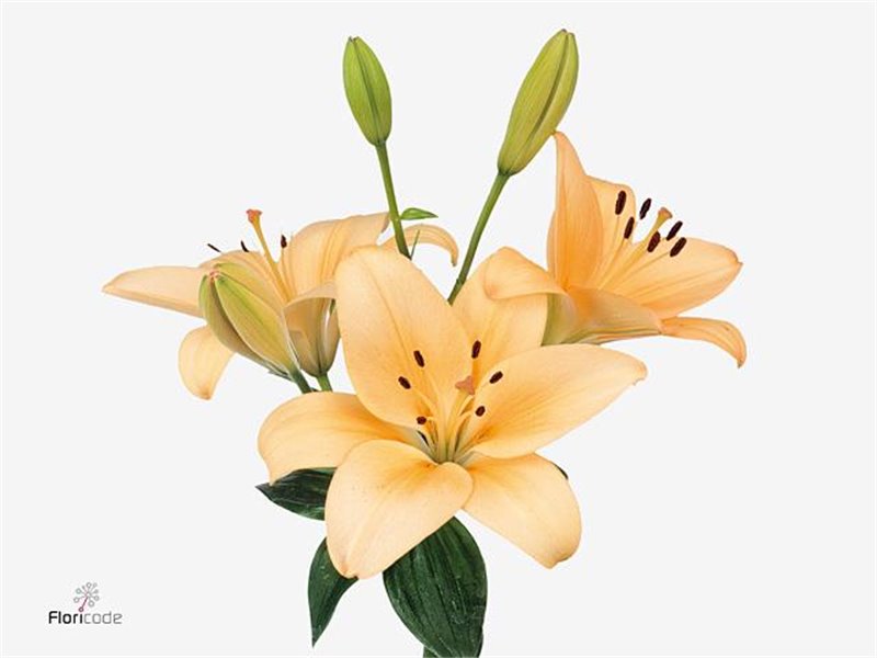 Lilija Longi x Aziatic Aqua Menorca c2287