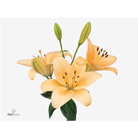 Lilija Longi x Aziatic Aqua Menorca c2287