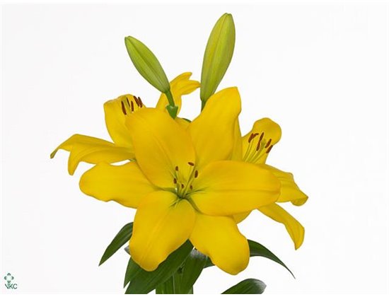 Lilija Longi x Aziatic Aqua Nashville c2288