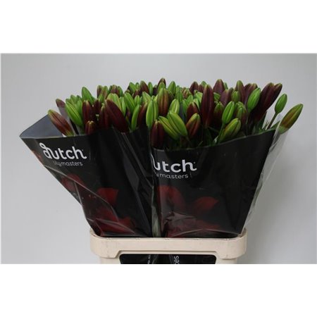 Lilija Longi x Aziatic Aqua Nashville c2289