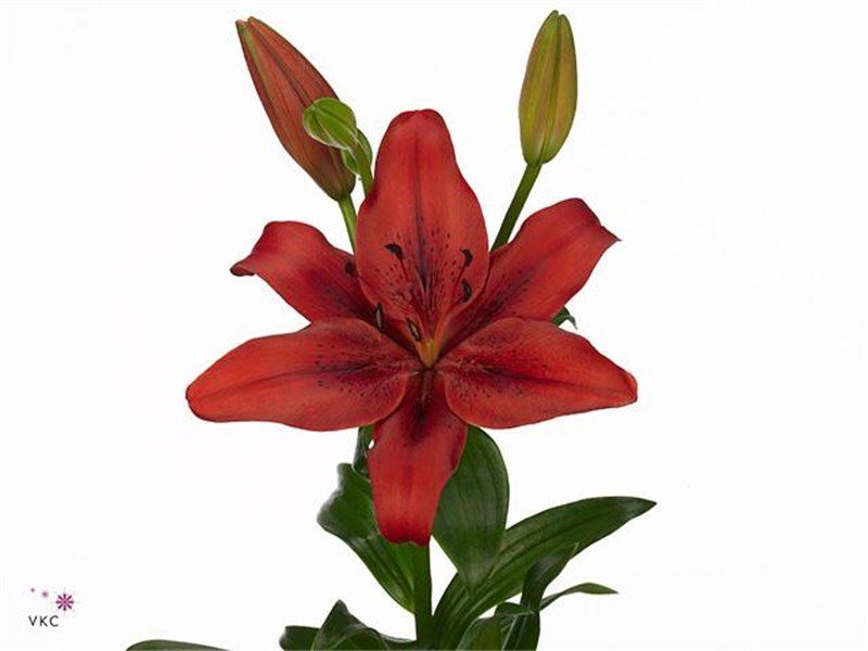 Lilija Longi x Aziatic Aqua Nubia 3 Flower c2291