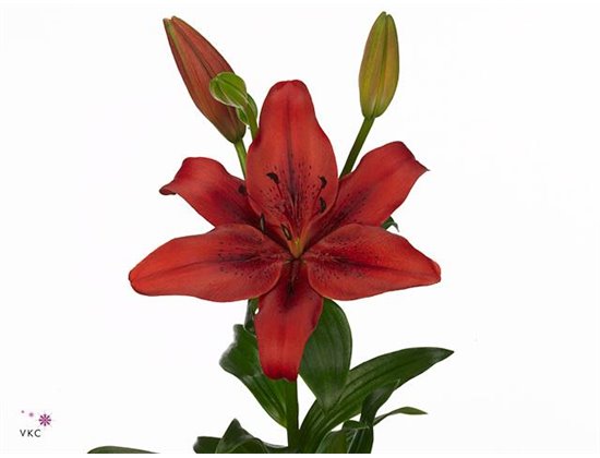 Lilija Longi x Aziatic Aqua Original Love c2292