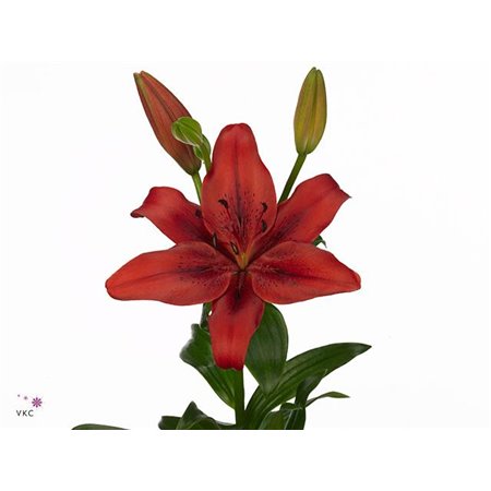 Lilija Longi x Aziatic Aqua Original Love c2292