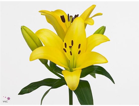 Lilija Longi x Aziatic Aqua Rodin c2293