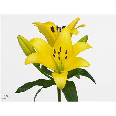 Lilija Longi x Aziatic Aqua Rodin c2293