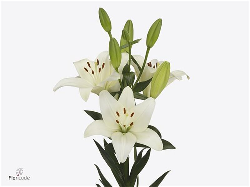 Lilija Longi x Aziatic Aqua Rodin c2294