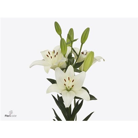 Lilija Longi x Aziatic Aqua Rodin c2294