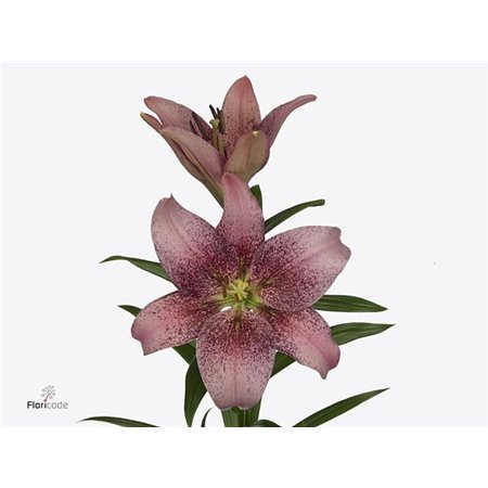 Lilija Longi x Aziatic Aqua Spotify Pink c2296