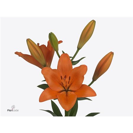 Lilija Longi x Aziatic Aqua Sunderland 3 Flower c2298